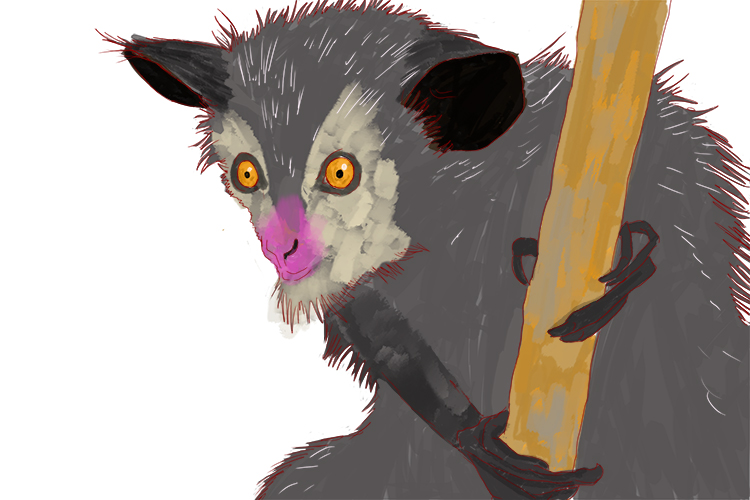 An aye-aye has elongated fingers to detect grubs and bugs